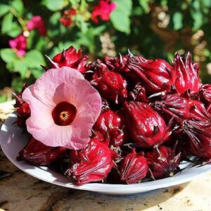 Hibiscus Sabdariffa